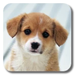 Logo of Puppies android Application 